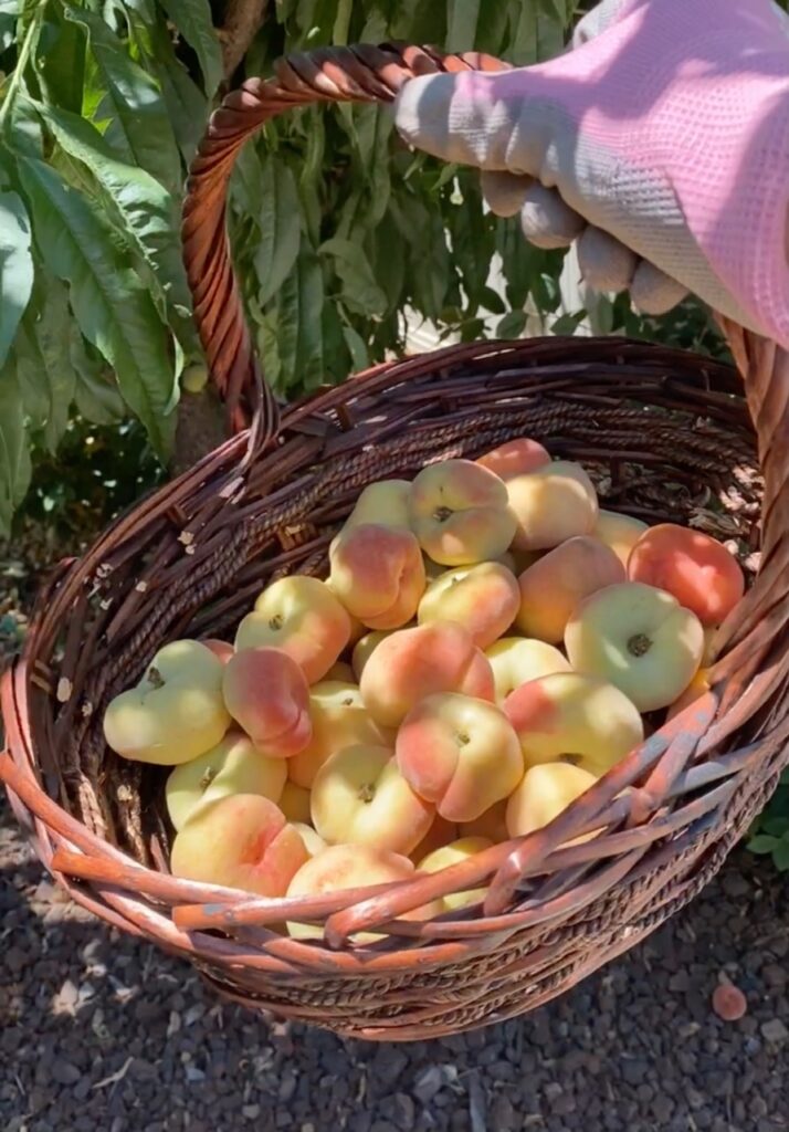 Freshly_Picked_Peaches