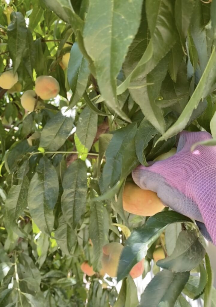 Picking_Peaches