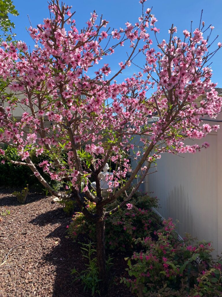 Blossoming_Peach_Tree