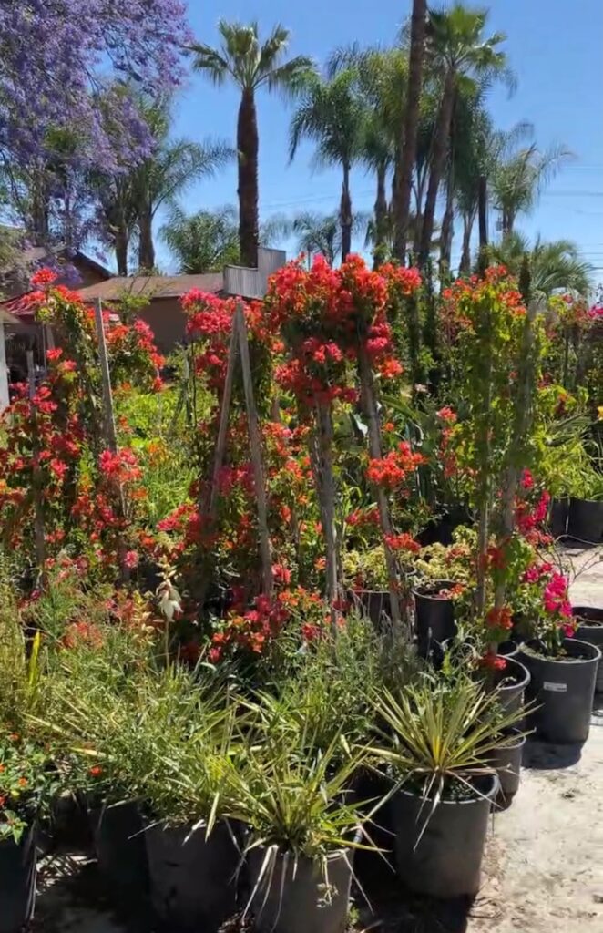 Picking_Out_Plants_From_the_Nursery