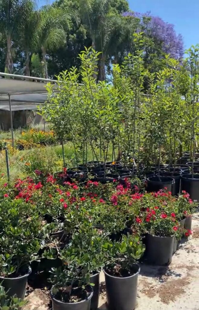 Local_Nursery_Plants